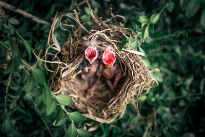 巢中雏鸟的浅焦摄影